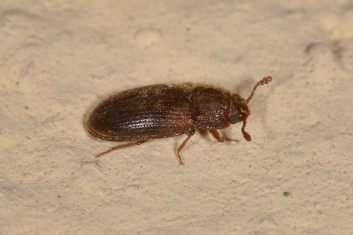 Biphyllidae: Diplocoelus sp?  S, Diplocoelus fagi